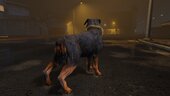 COD Warzone Rottweiler